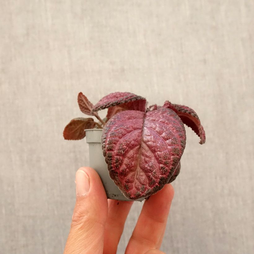 Amostra de Episcia Malayan Gem Mini-plante tal como entregue na primavera