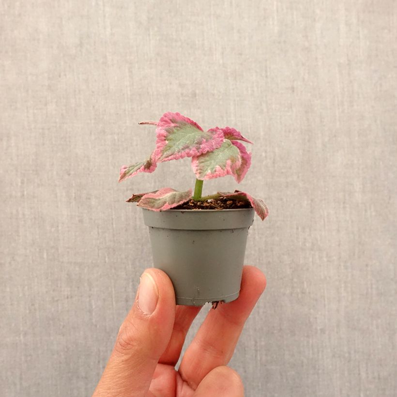 Amostra de Episcia cupreata Pink Brocade Mini-plante tal como entregue na primavera