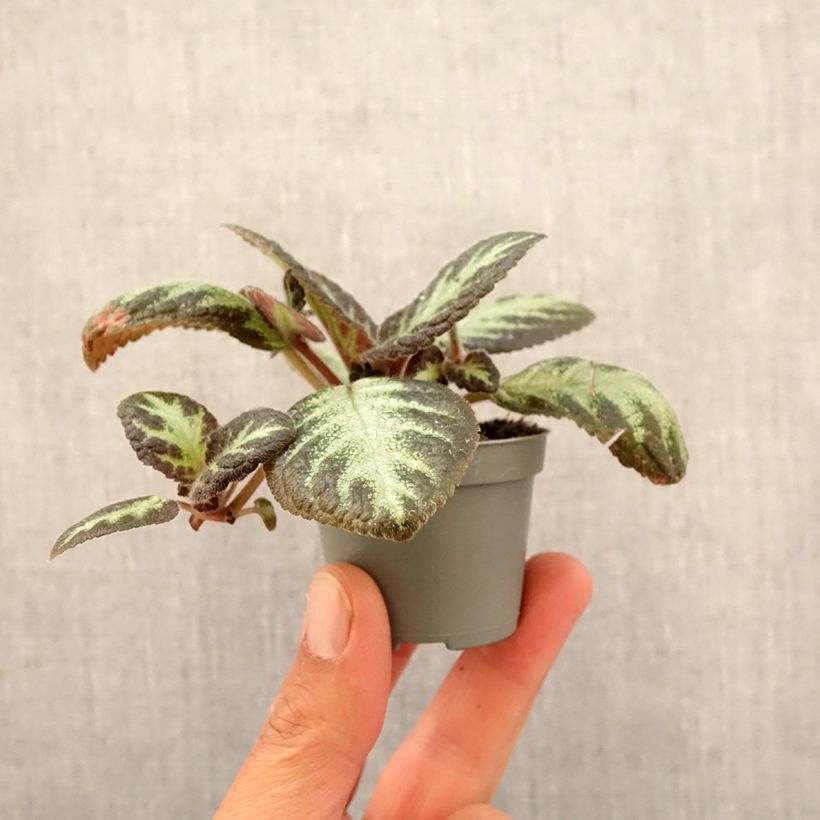Amostra de Episcia cupreata Silver Shield Mini-plante tal como entregue na primavera