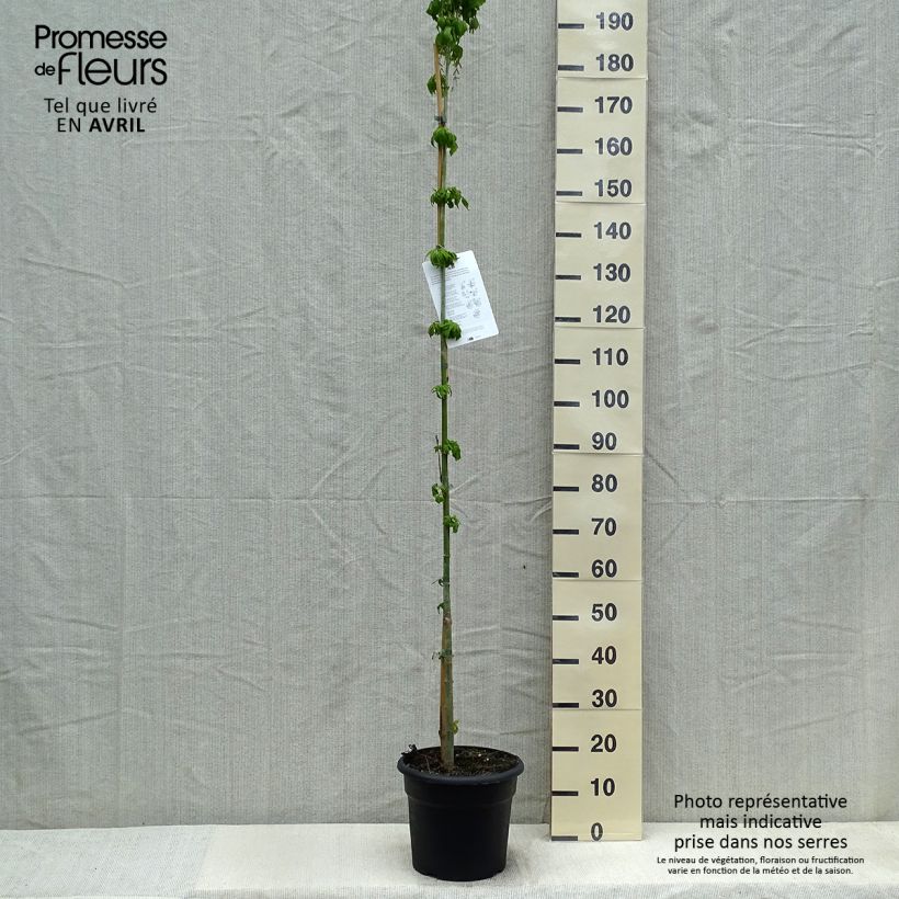 Amostra de Bordo-negundo - Acer negundo Vaso de 7,5 L/10 L tal como entregue na primavera