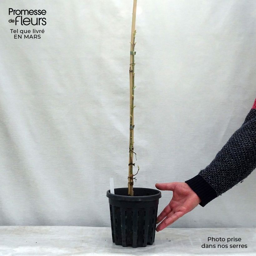 Amostra de Bordo-negundo Flamingo - Acer negundo Vaso de 3 L/4 L tal como entregue na primavera