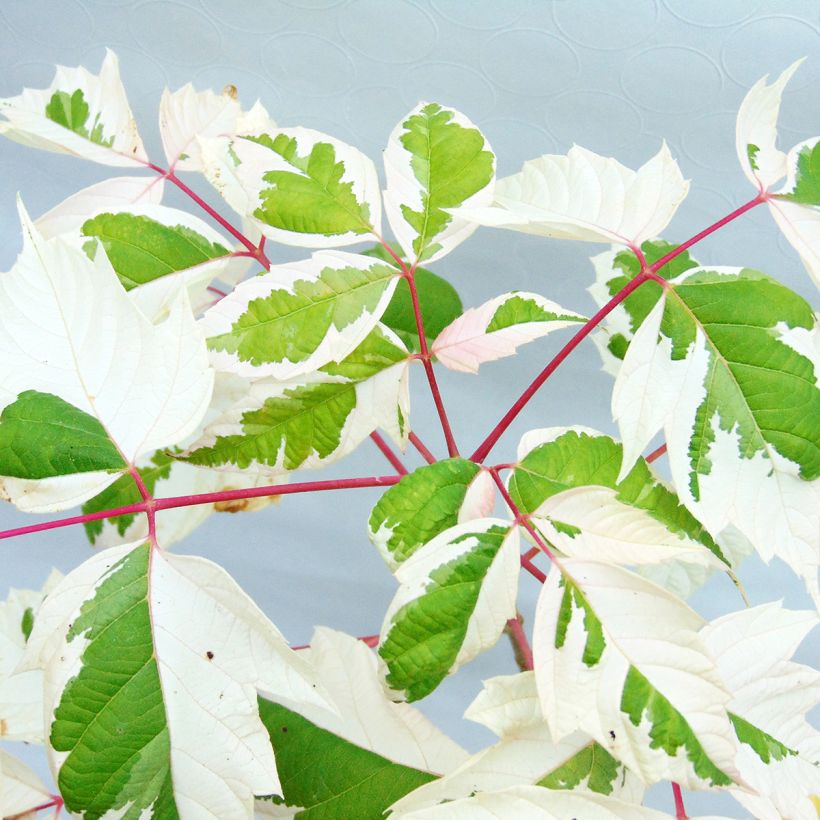 Bordo-negundo Flamingo - Acer negundo (Folhagem)