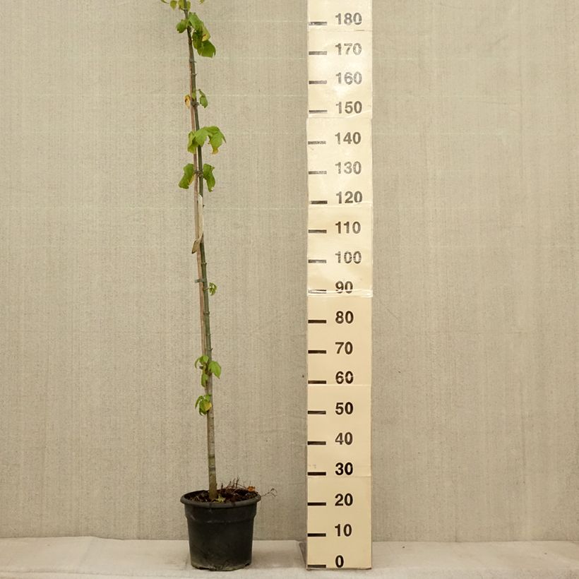 Amostra de Érable à feuille de frêne - Acer negundo Pot de 7,5L/10L tal como entregue no outono