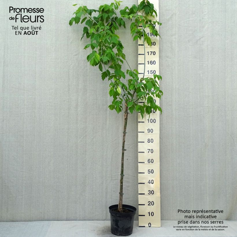 Amostra de Bordo-negundo Kellys Gold - Acer negundo Vaso de 3 L/4 L tal como entregue no verão