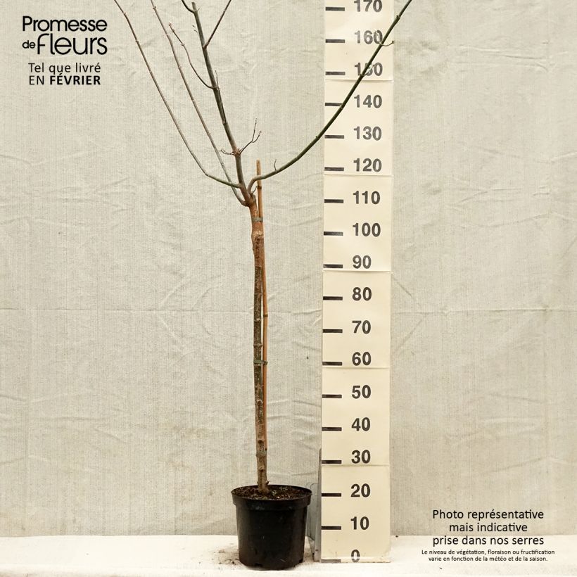 Amostra de Érable à feuille de frêne doré - Acer negundo Kelly's Gold Vaso de 3 L/4 L tal como entregue no inverno