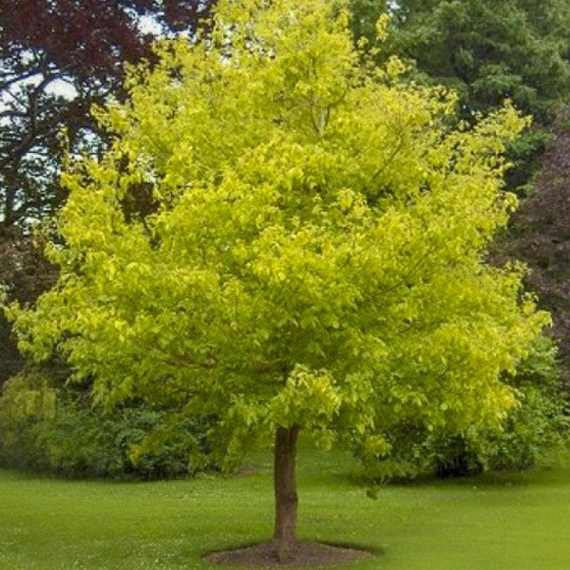 Bordo-negundo Kellys Gold - Acer negundo (Hábito)