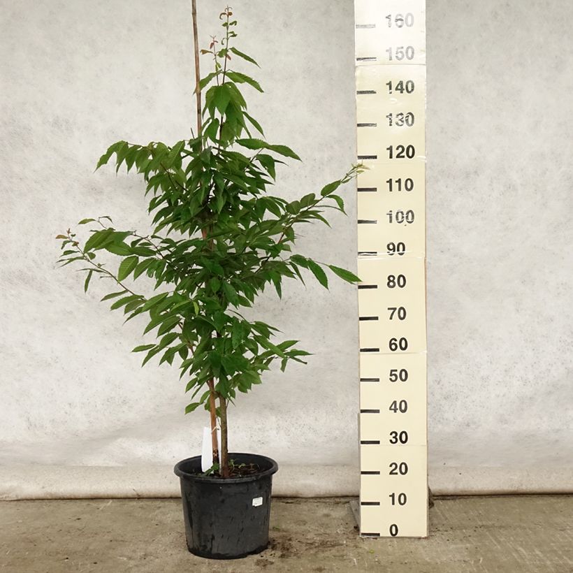 Amostra de Acer carpinifolium Vaso de 7,5 L/10 L, Brasão tal como entregue no verão