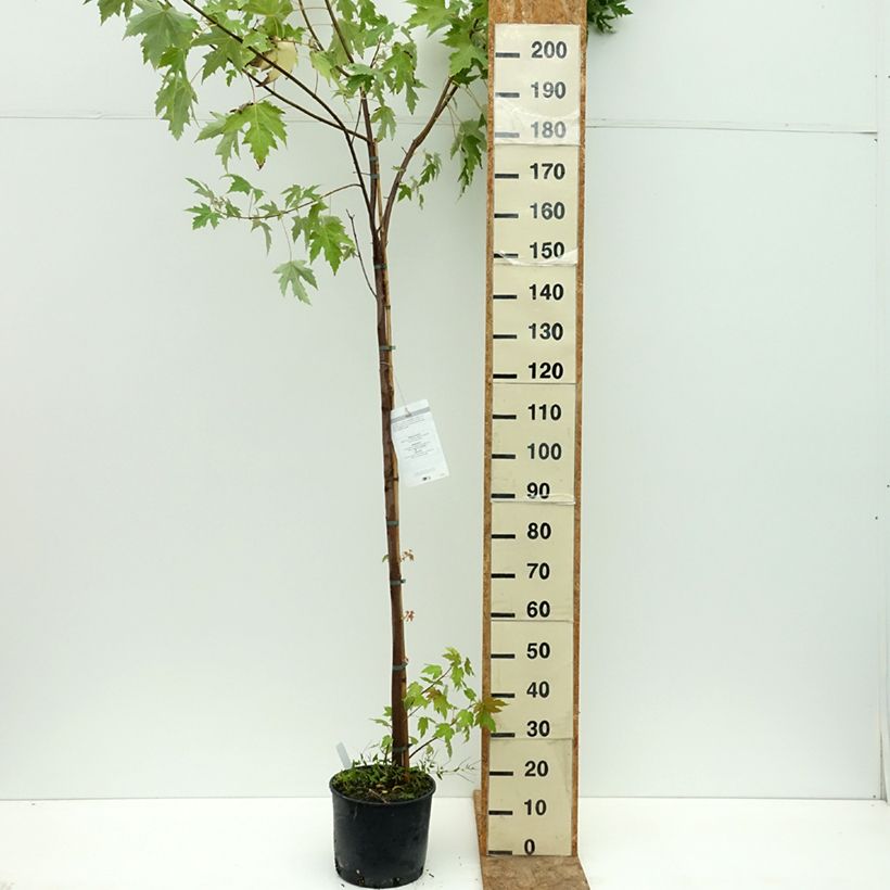 Amostra de Ácer-prata - Acer saccharinum Vaso de 7,5 L/10 L tal como entregue no verão