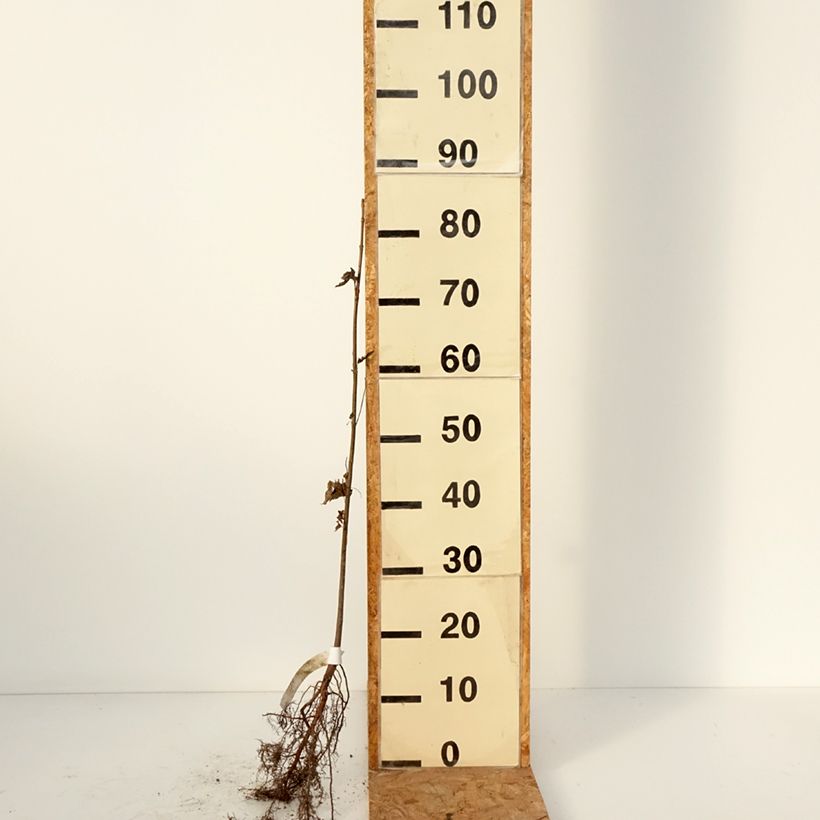 Amostra de Érable argenté - Acer saccharinum Raízes nuas tal como entregue no inverno