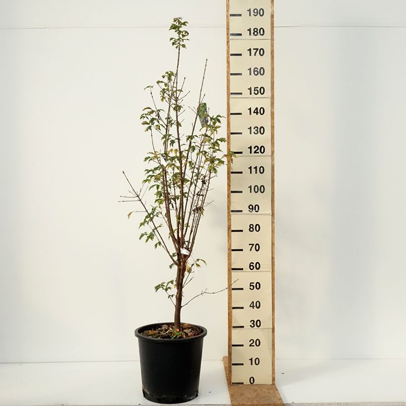 Amostra de Acer griseum Vaso de 20 L/25 L tal como entregue no outono