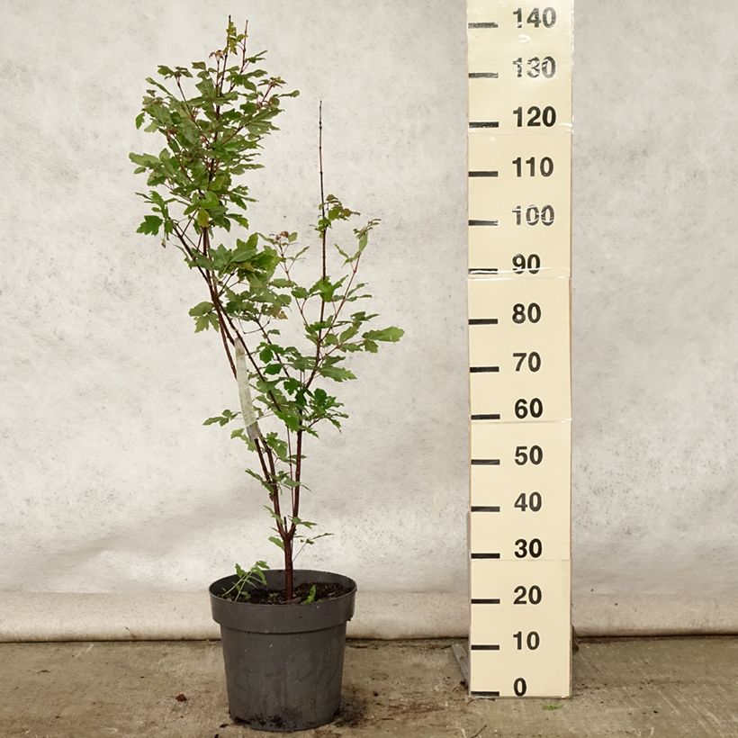 Amostra de Acer griseum Vaso de 7,5 L/10 L tal como entregue no verão