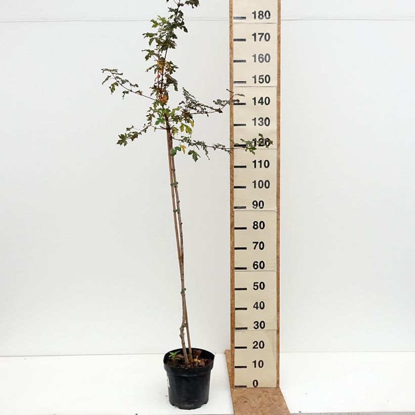 Amostra de Erable champêtre - Acer campestre Magic Spring Pot de 7,5L/10L tal como entregue no outono