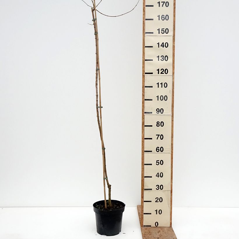 Amostra de Bordo-comum Magic Spring - Acer campestre Vaso de 7,5 L/10 L, Haste tal como entregue no inverno