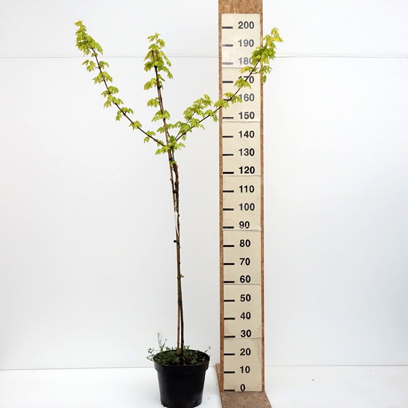 Amostra de Bordo-comum Postelense - Acer campestre Vaso de 7,5 L/10 L, Haste tal como entregue na primavera
