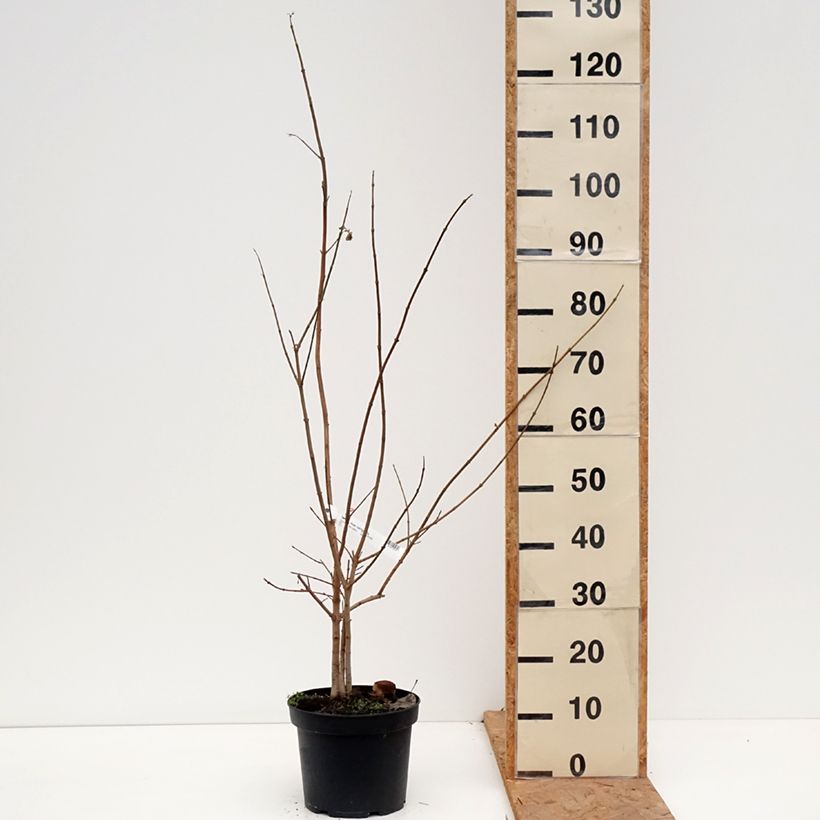 Amostra de Bordo-comum - Acer campestre Vaso de 4 L/5 L tal como entregue no outono