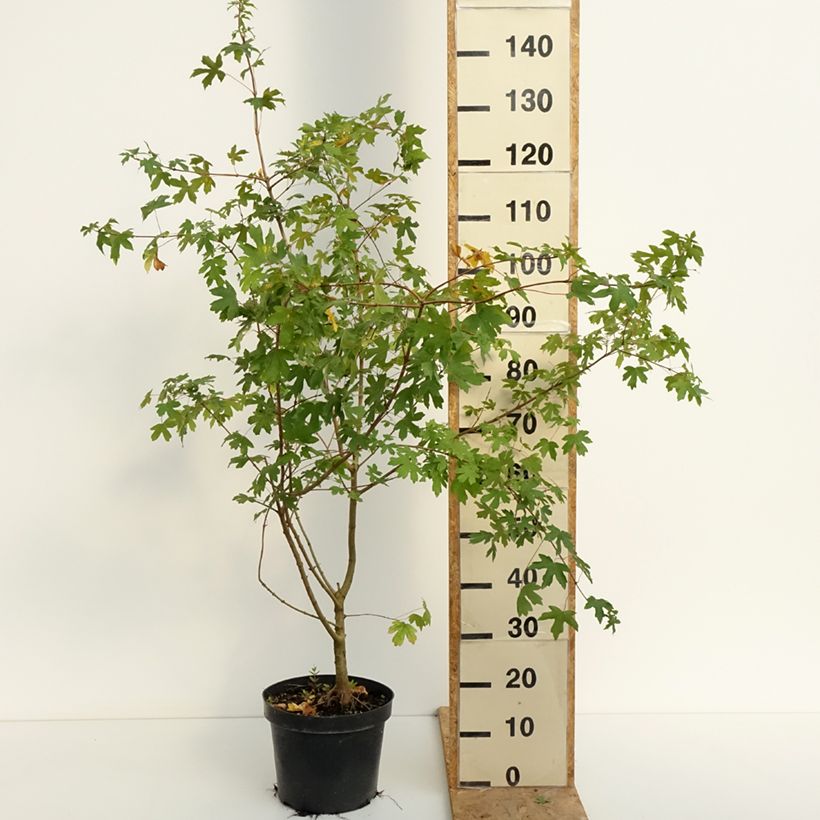 Amostra de Bordo-comum - Acer campestre Vaso de 4 L/5 L tal como entregue no verão