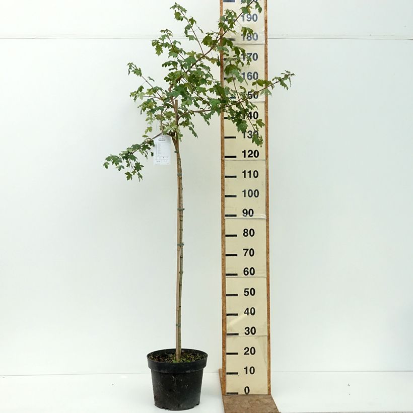Amostra de Bordo-comum Pulverulentum - Acer campestre Vaso de 7,5 L/10 L, Haste tal como entregue no verão