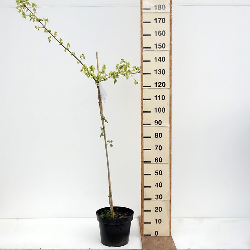Amostra de Bordo-comum Pulverulentum - Acer campestre Vaso de 7,5 L/10 L, Haste tal como entregue na primavera
