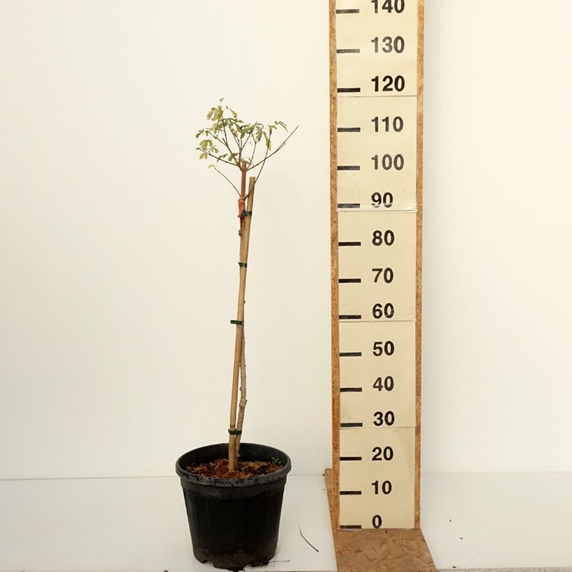 Amostra de Erable champêtre - Acer campestre Silver Celebration Pot de 7,5L/10L tal como entregue no outono