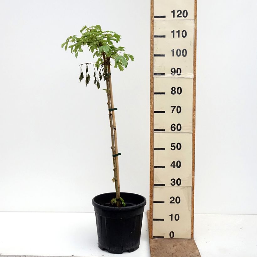 Amostra de Bordo-comum Silver Celebration - Acer campestre Vaso de 7,5 L/10 L, Haste tal como entregue na primavera