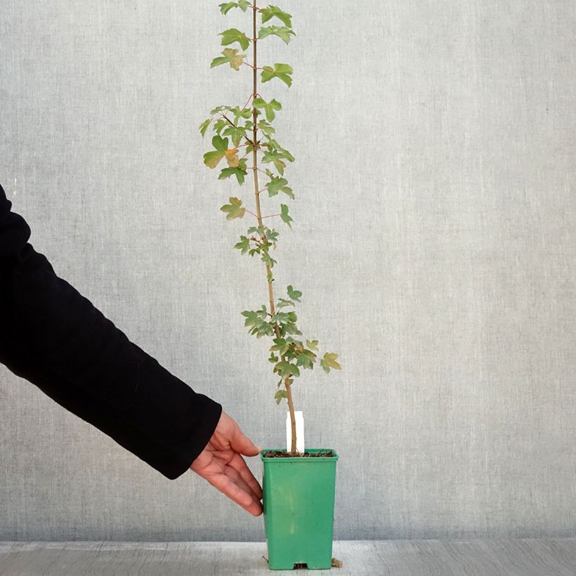 Amostra de Erable de Montpellier - Acer monspessulanum Pot de 10 cm/11cm tal como entregue no outono