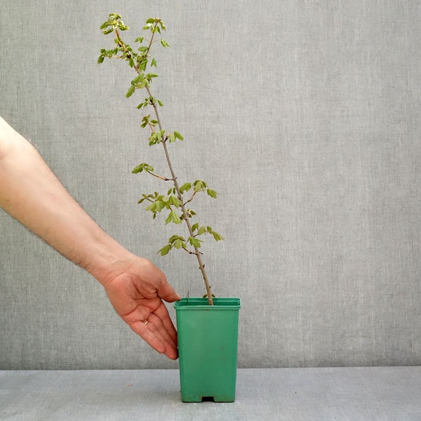 Amostra de Acer monspessulanum Vaso de 10 cm/11 cm tal como entregue na primavera