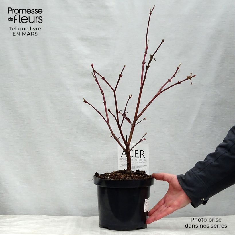 Amostra de Bordo do Japão Aconitifolium - Acer japonicum Vaso de 4 L/5 L tal como entregue na primavera