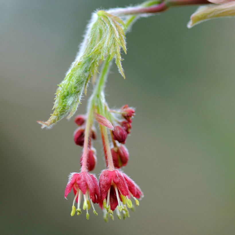 Bordo do Japão Aconitifolium - Acer japonicum (Floração)