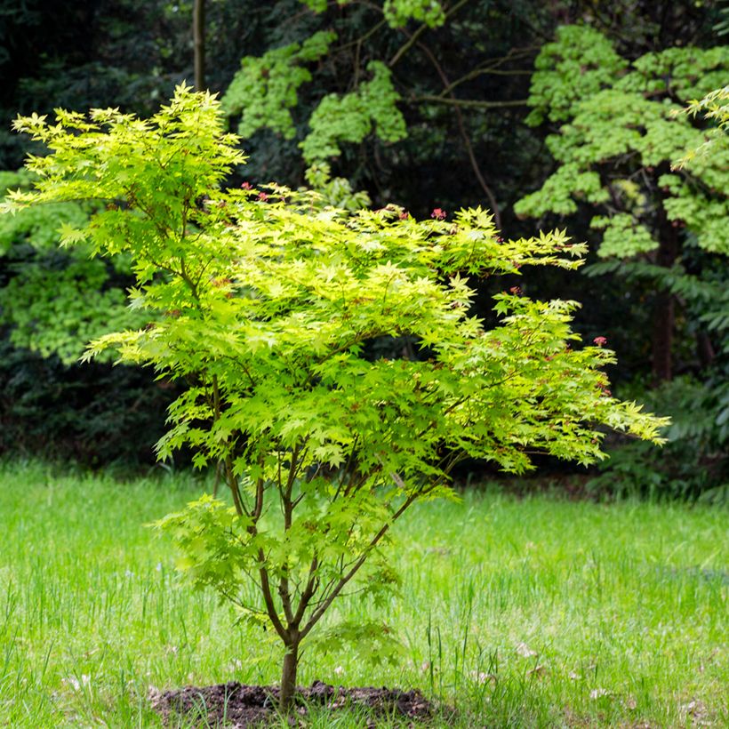 Bordo do Japão Aconitifolium - Acer japonicum (Hábito)