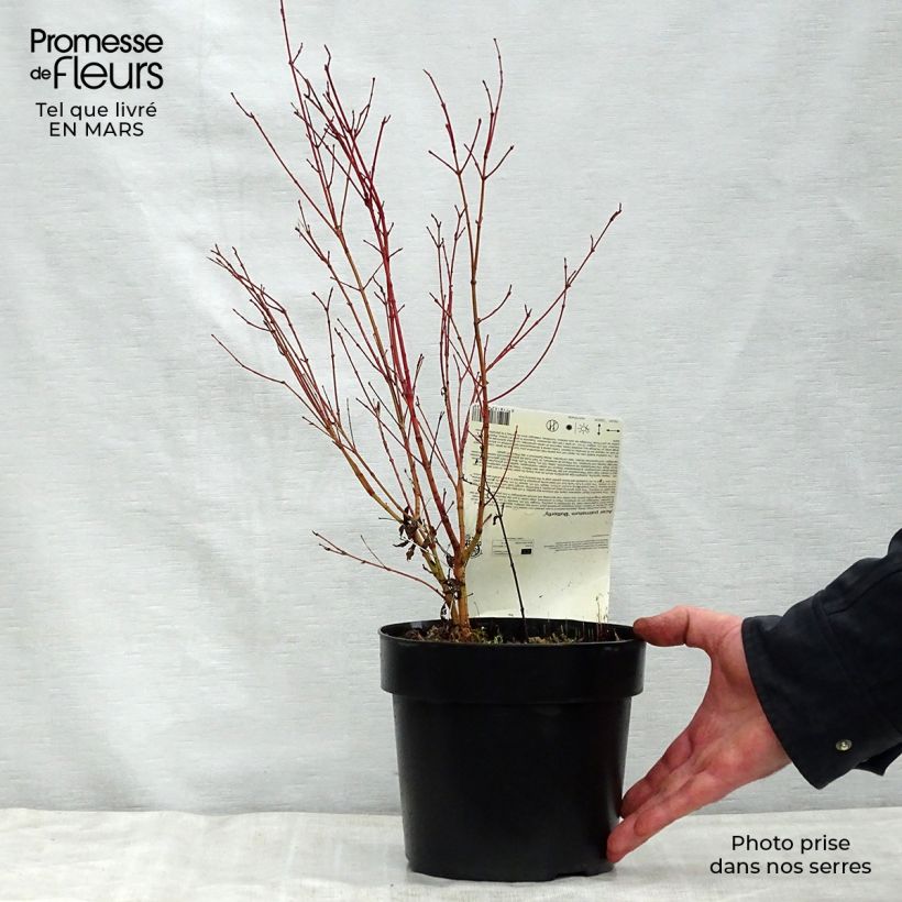 Amostra de Ácer-do-japão Butterfly - Acer palmatum Vaso de 2 L/3 L tal como entregue na primavera