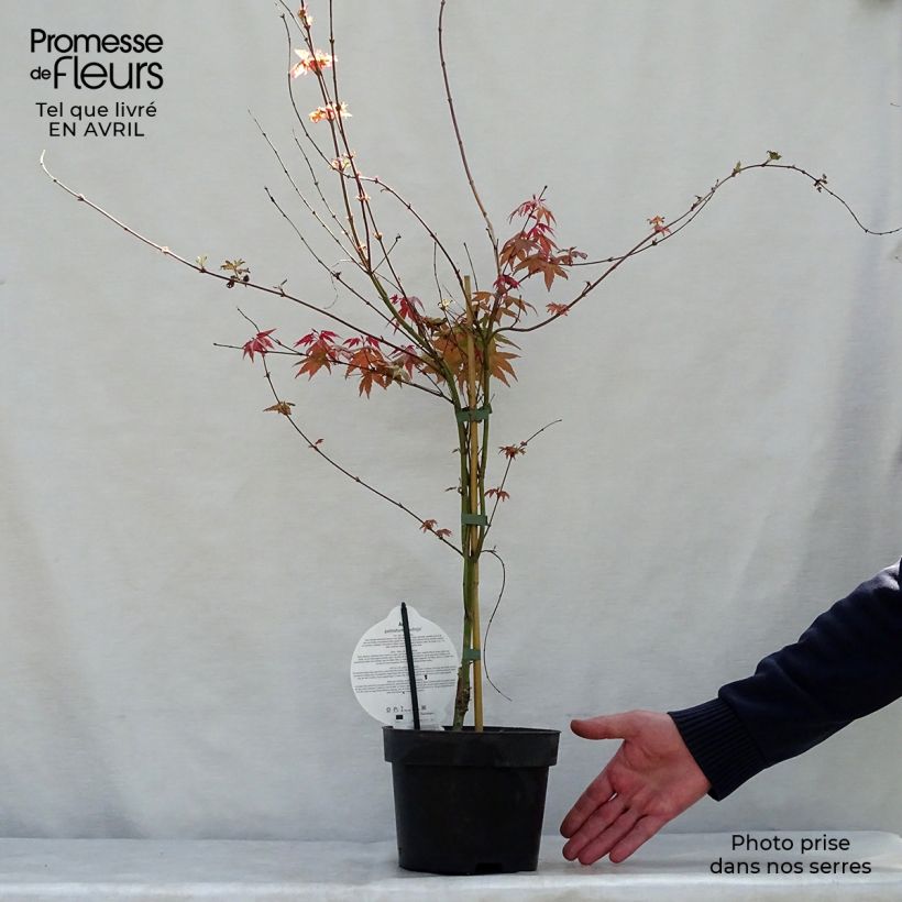 Amostra de Ácer-do-japão Deshojo - Acer palmatum Vaso de 4 L/5 L tal como entregue na primavera