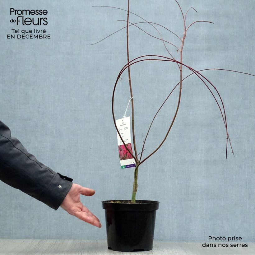 Amostra de Ácer-do-japão Deshojo - Acer palmatum Vaso de 4 L/5 L tal como entregue no inverno