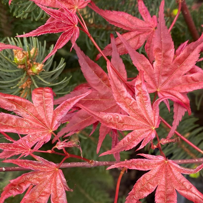 Ácer-do-japão Deshojo - Acer palmatum (Folhagem)