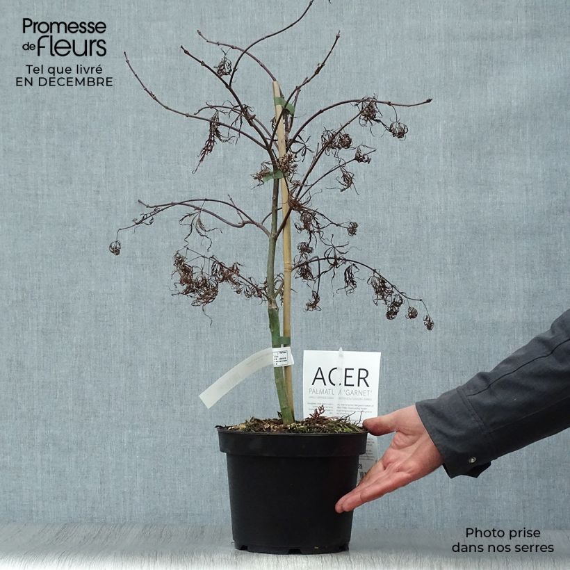 Amostra de Érable du Japon - Acer palmatum Dissectum Garnet Vaso de 3 L/4 L tal como entregue no inverno