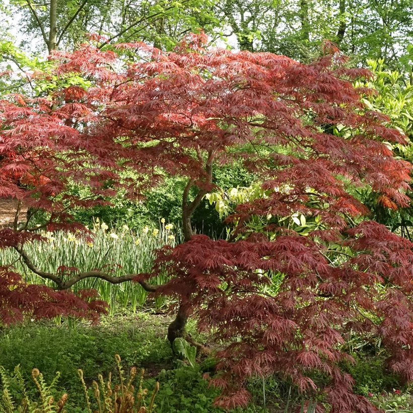 Ácer-do-japão Dissectum Garnet - Acer palmatum (Hábito)