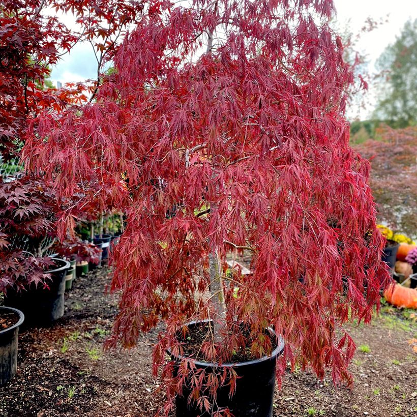 Ácer-do-japão Dissectum Tamukeyama - Acer palmatum (Hábito)