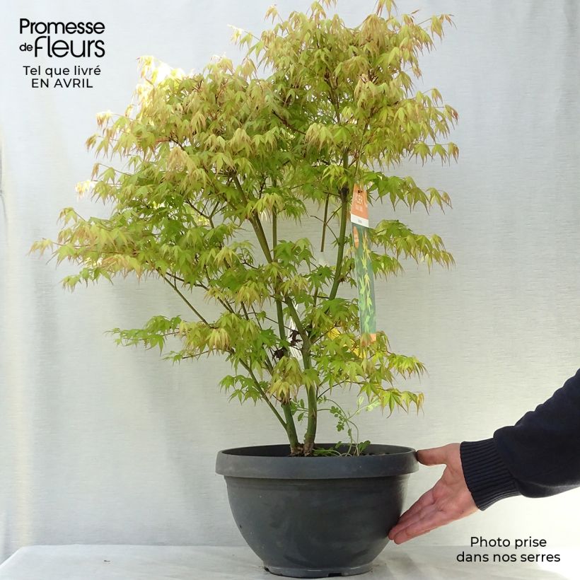Amostra de Ácer-do-japão Katsura - Acer palmatum Taça de 7,5 L/10 L tal como entregue na primavera