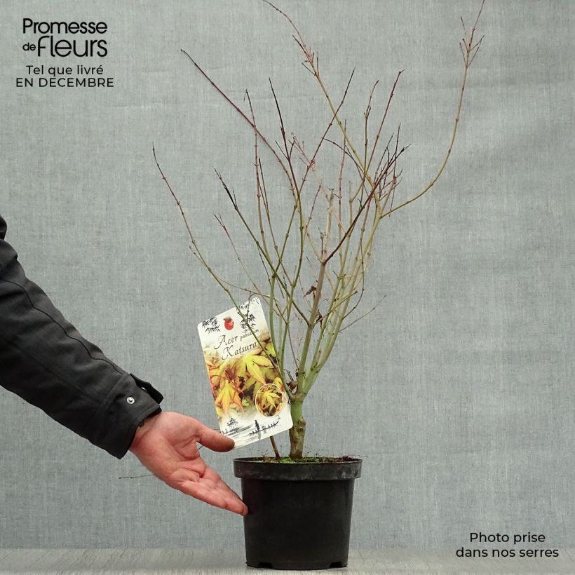 Amostra de Ácer-do-japão Katsura - Acer palmatum Vaso de 2 L/3 L tal como entregue no inverno