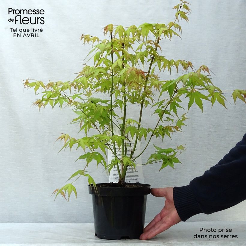 Amostra de Ácer-do-japão Katsura - Acer palmatum Vaso de 2 L/3 L tal como entregue na primavera