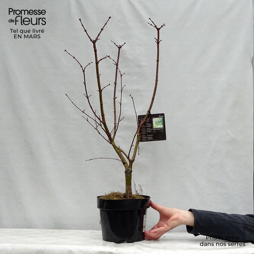 Amostra de Ácer-do-japão Osakazuki - Acer palmatum Vaso de 3 L/4 L tal como entregue na primavera
