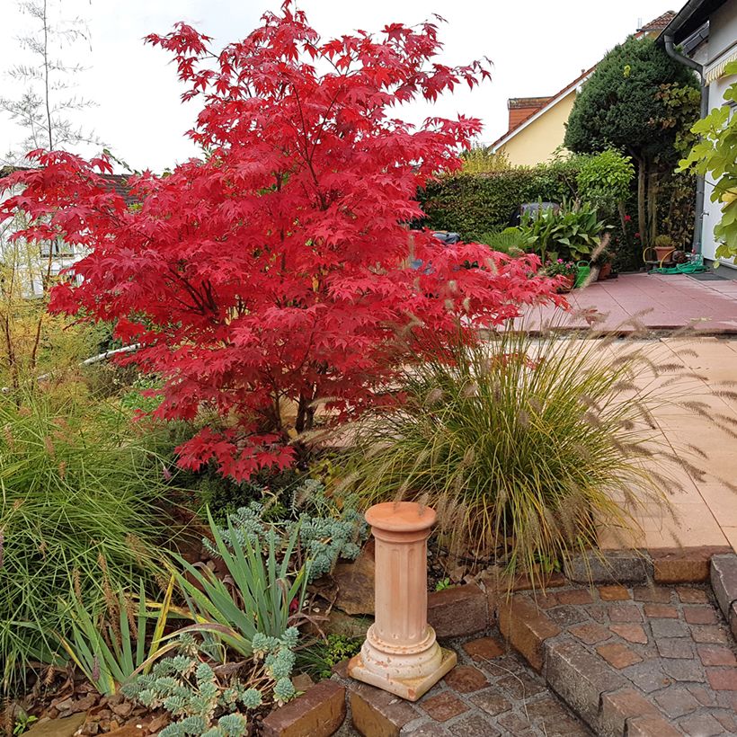 Ácer-do-japão Osakazuki - Acer palmatum (Hábito)