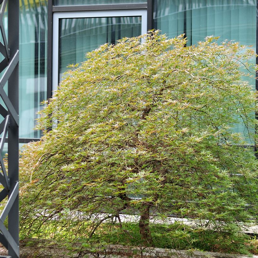 Ácer-do-japão Seiryu - Acer palmatum (Hábito)