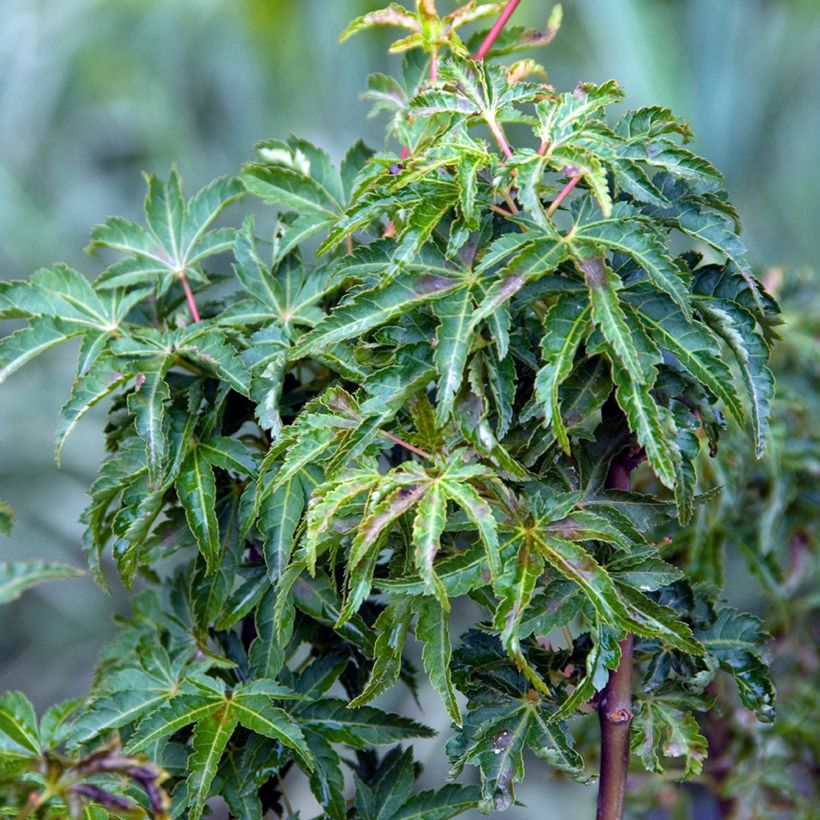 Ácer-do-japão Shishigashira - Acer palmatum (Folhagem)