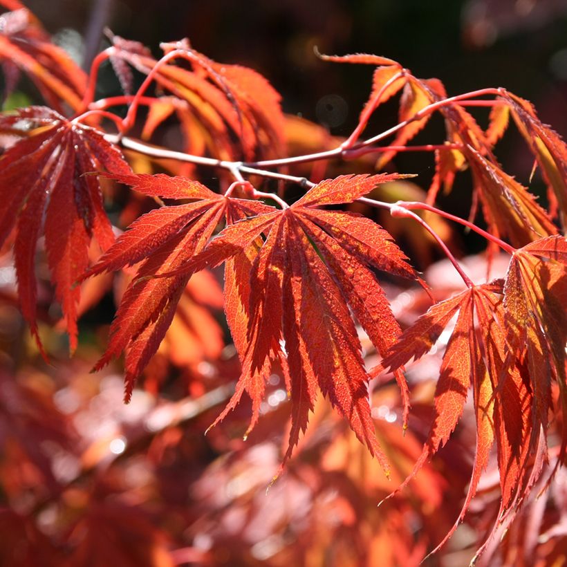 Ácer-do-japão Trompenburg - Acer palmatum (Folhagem)
