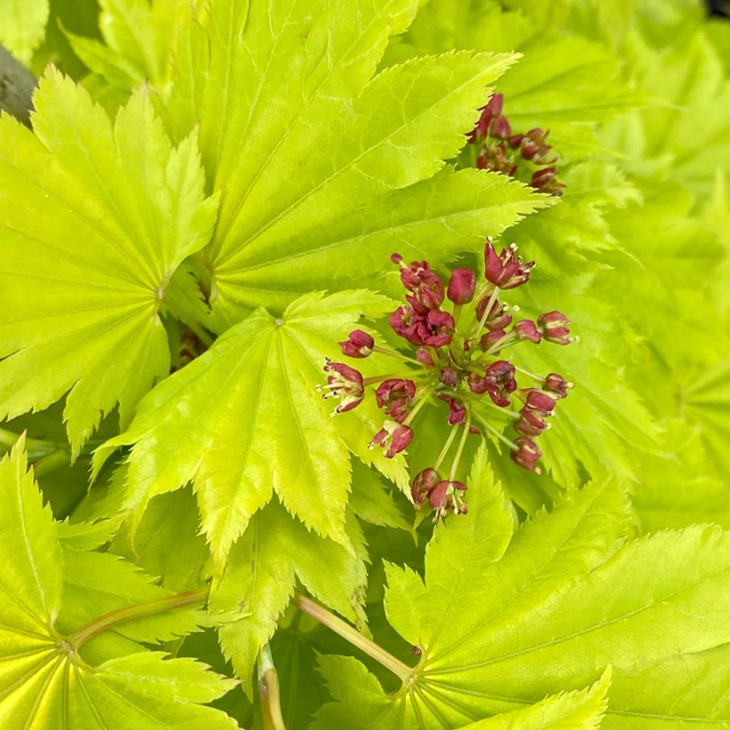 Ácer-do-japão Aureum - Acer shirasawanum (Floração)