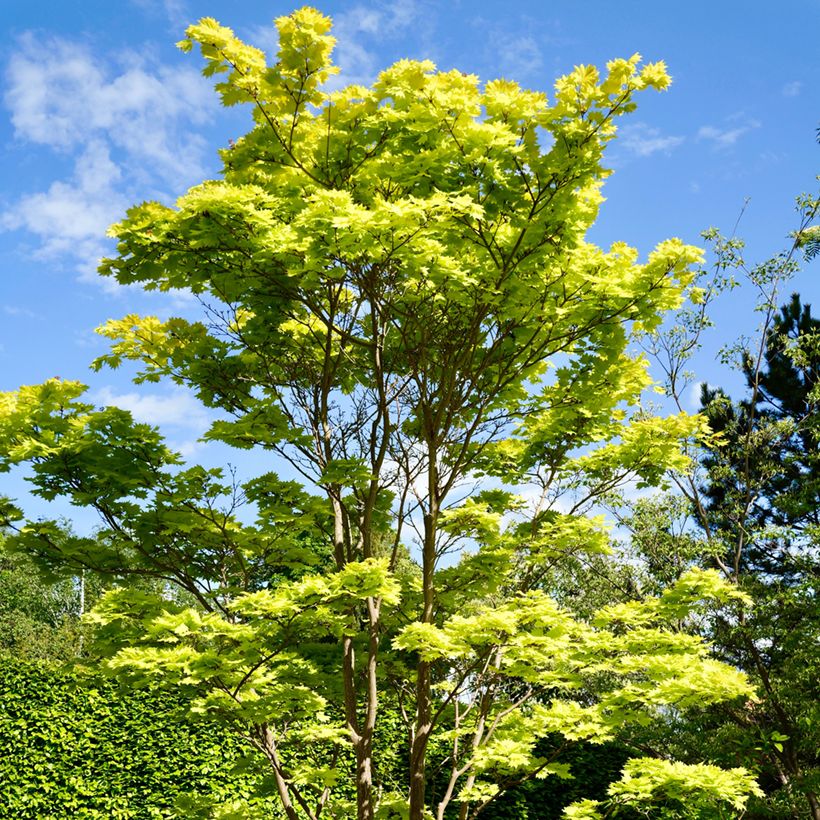 Ácer-do-japão Aureum - Acer shirasawanum (Hábito)