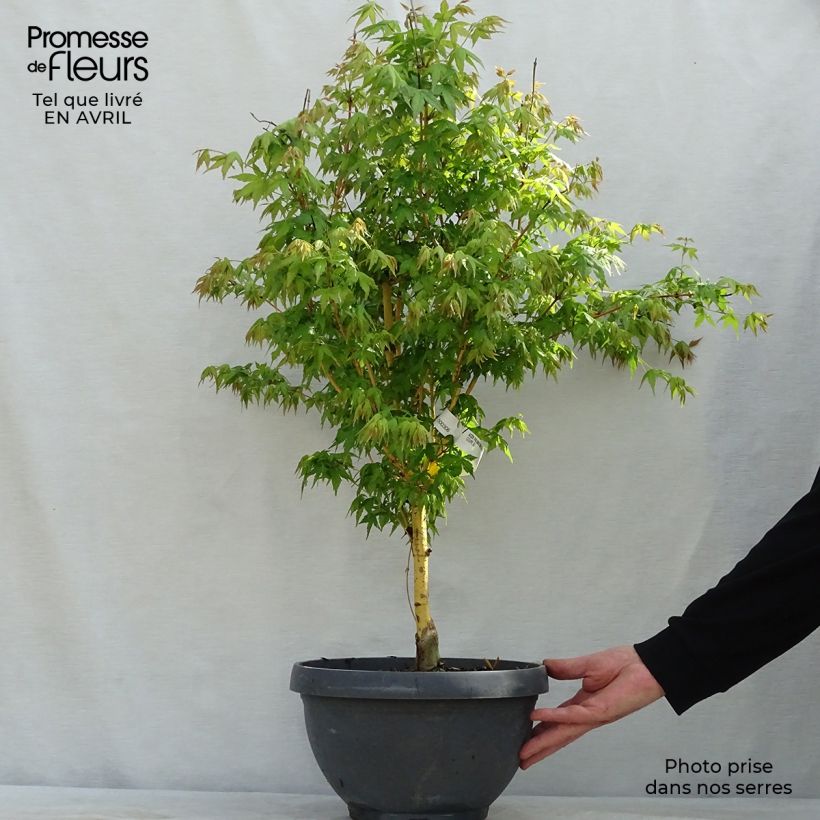 Amostra de Ácer-do-japão Bi Hoo - Acer palmatum Taça de 7,5 L/10 L tal como entregue na primavera