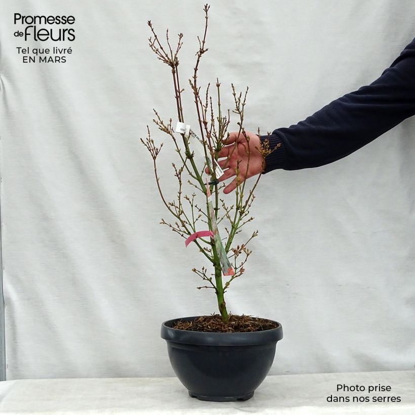 Amostra de Ácer-do-japão Jerre Schwartz - Acer palmatum Taça de 7,5 L/10 L tal como entregue na primavera