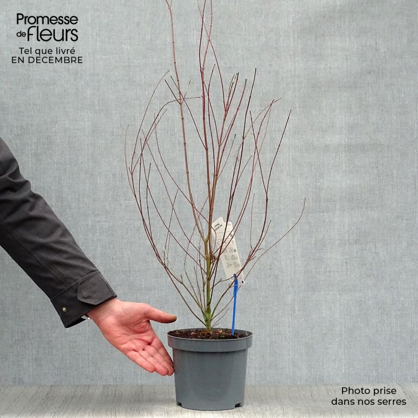 Amostra de Érable du Japon Phoenix - Acer palmatum Vaso de 2 L/3 L tal como entregue no inverno