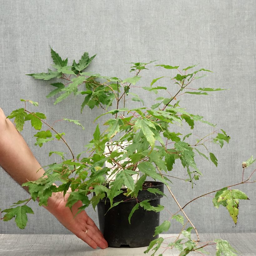 Amostra de Ácer-do-japão Bailey Compact® - Acer ginnala Vaso de 3 L/4 L tal como entregue no verão